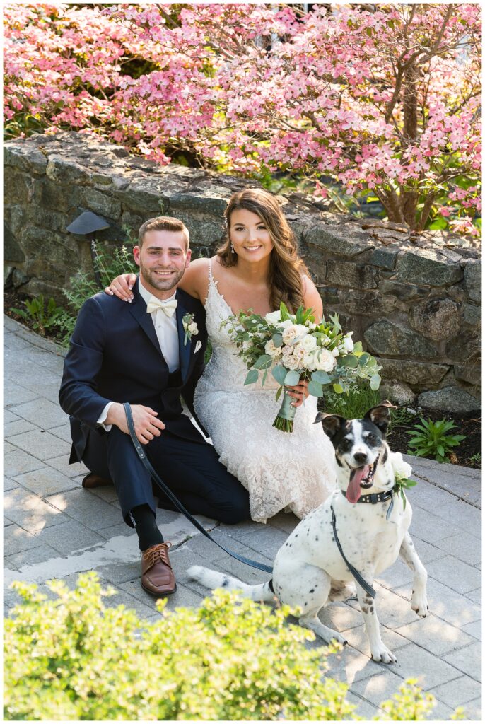 dogs at the wedding